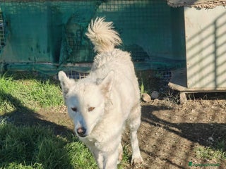 Meticcio cani Claudia: 2 anni, taglia media, socievole - Annuncio 3
