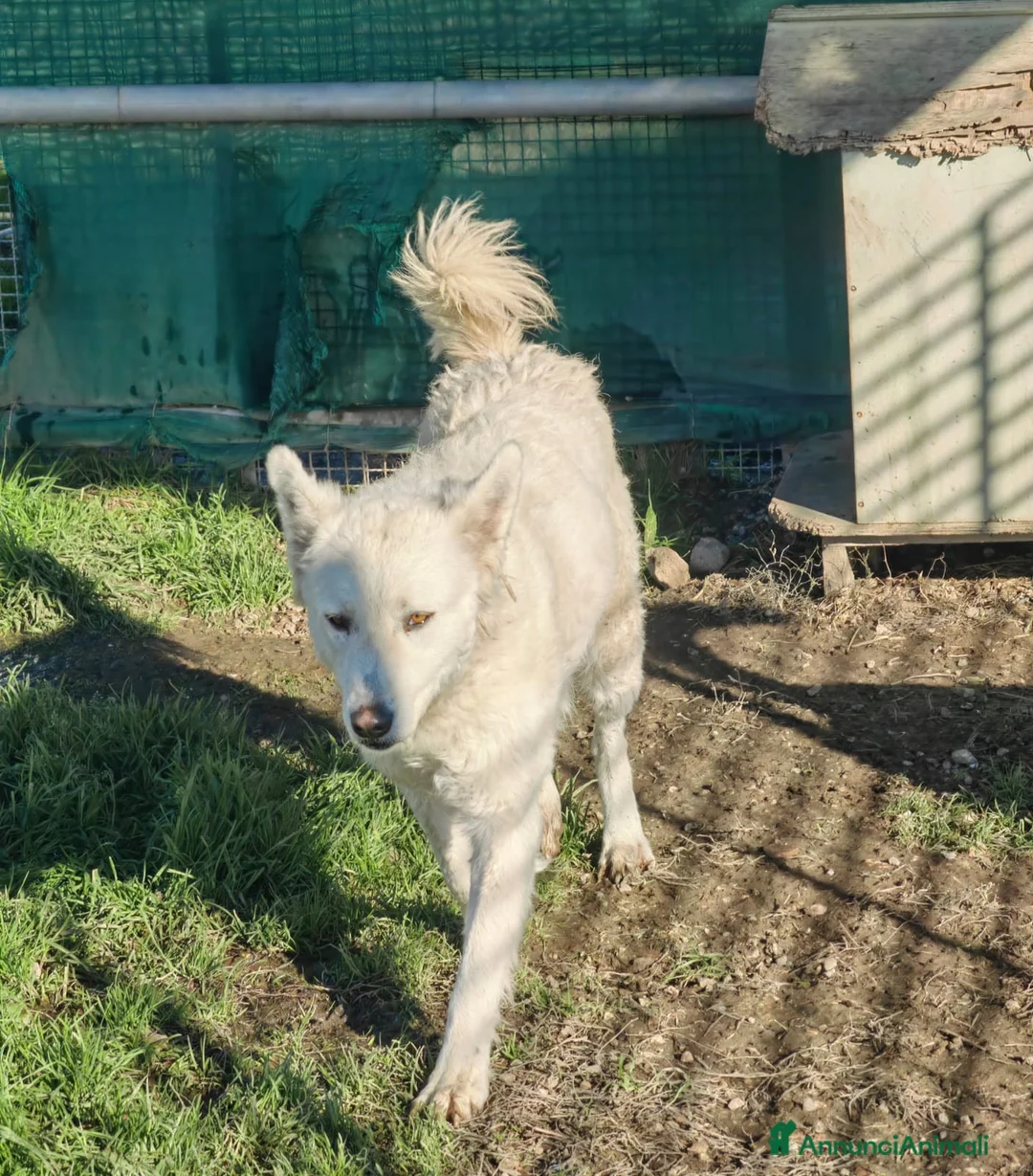 Meticcio cani in regalo: Claudia: 2 anni, taglia media, socievole  - Annuncio 2