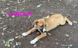 Meticcio cani in regalo: FEDORO e CAMELIA adorabili cuccioli a Provincia di Lucca - Immagine 4
