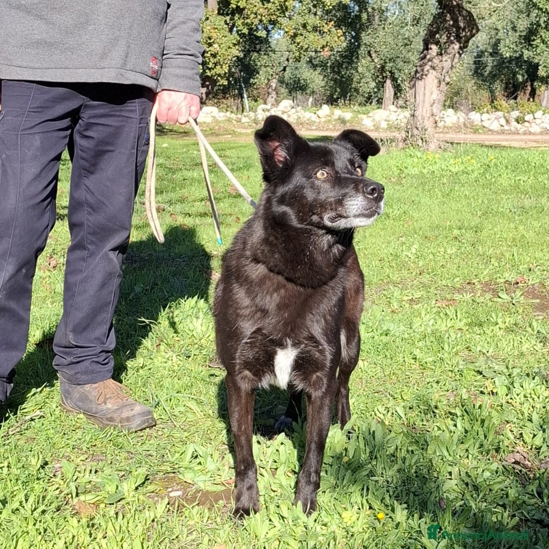 Meticcio cani in regalo: Crik&Crok Cerca Famiglia. Info Monica 3890238584 - Annuncio 17