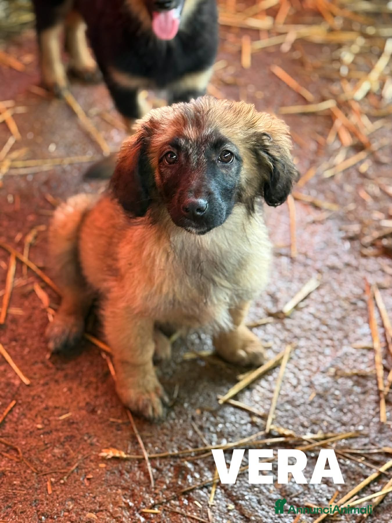 Meticcio cani in regalo: VERA, cucciola super DOLCE! Tg MEDIO PICCOLA - Annuncio 2