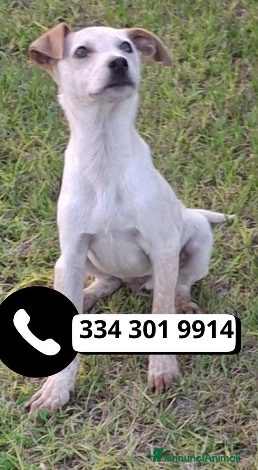 Meticcio cani in regalo: CUCCIOLO 💙 - di nome e di fatto!! Cerca casa 🙏🏻 - Annuncio 1