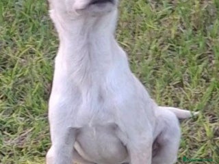 Meticcio cani CUCCIOLO 💙 - di nome e di fatto!! Cerca casa 🙏🏻 - Annuncio 5