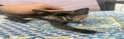 Europeo gatti in regalo: GATTINI MERAVIGLIOSI  a Provincia di Crotone - Annuncio 9
