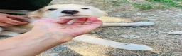 Altre razze cani in regalo: Tenerissimi cuccioli s. Maremmani - Annuncio 11