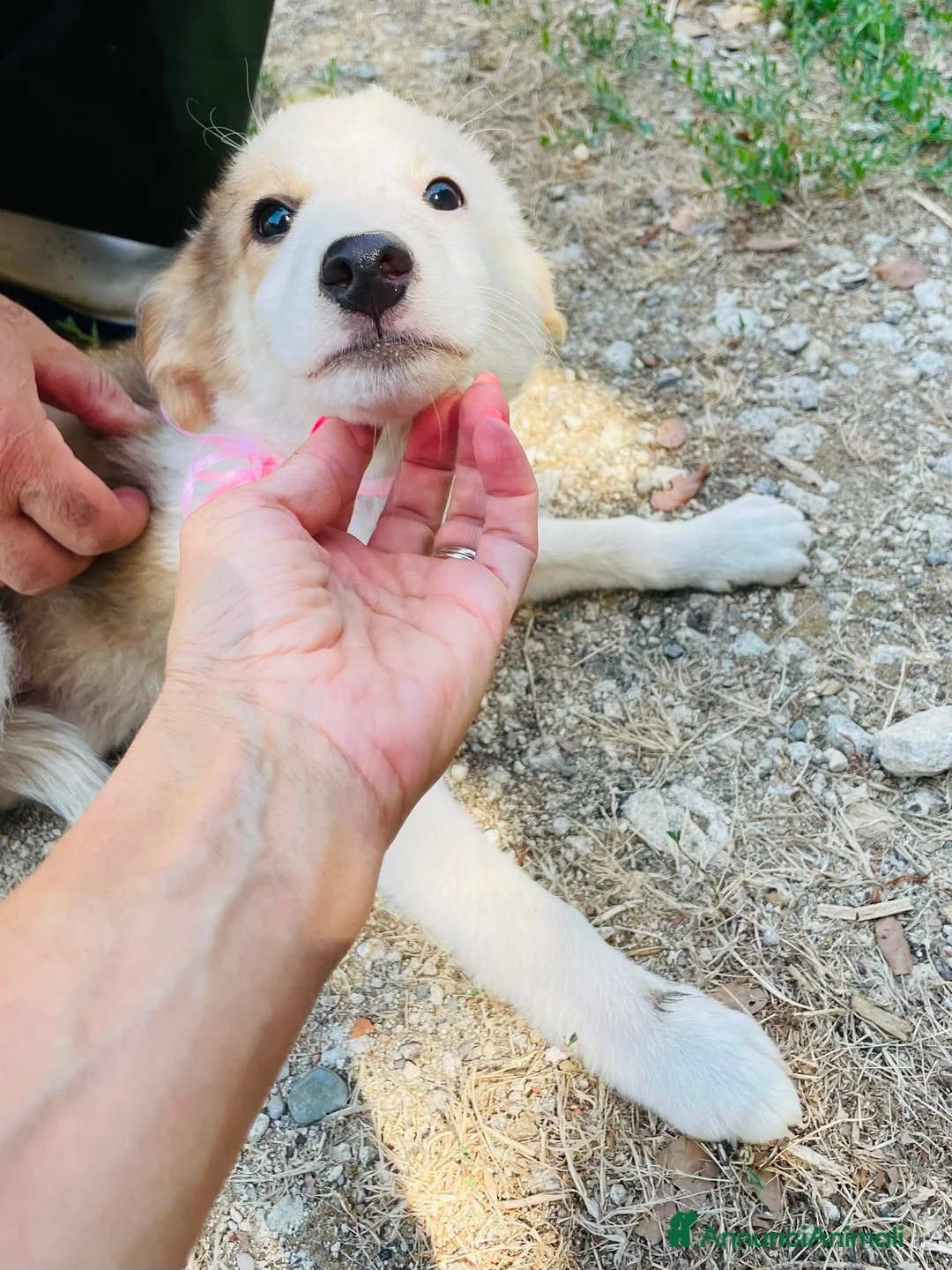 Altre razze cani in regalo: Tenerissimi cuccioli s. Maremmani - Annuncio 11