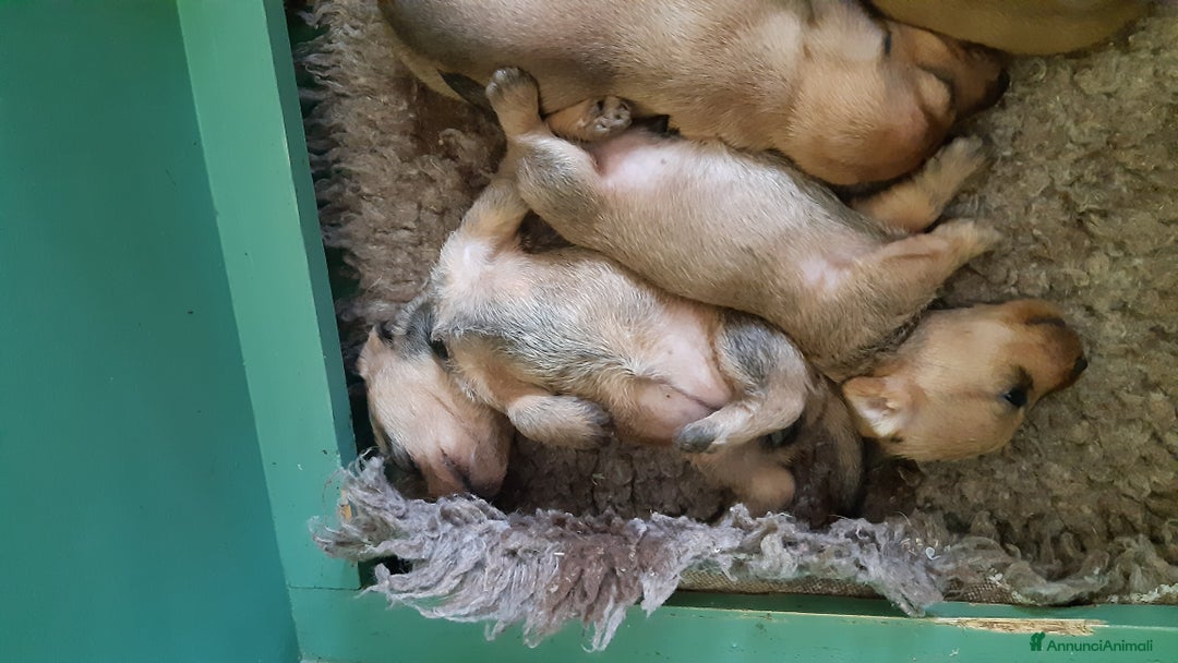 Bassotto cani in vendita: Bassotti pelo duro fogliasecca  - Annuncio 1