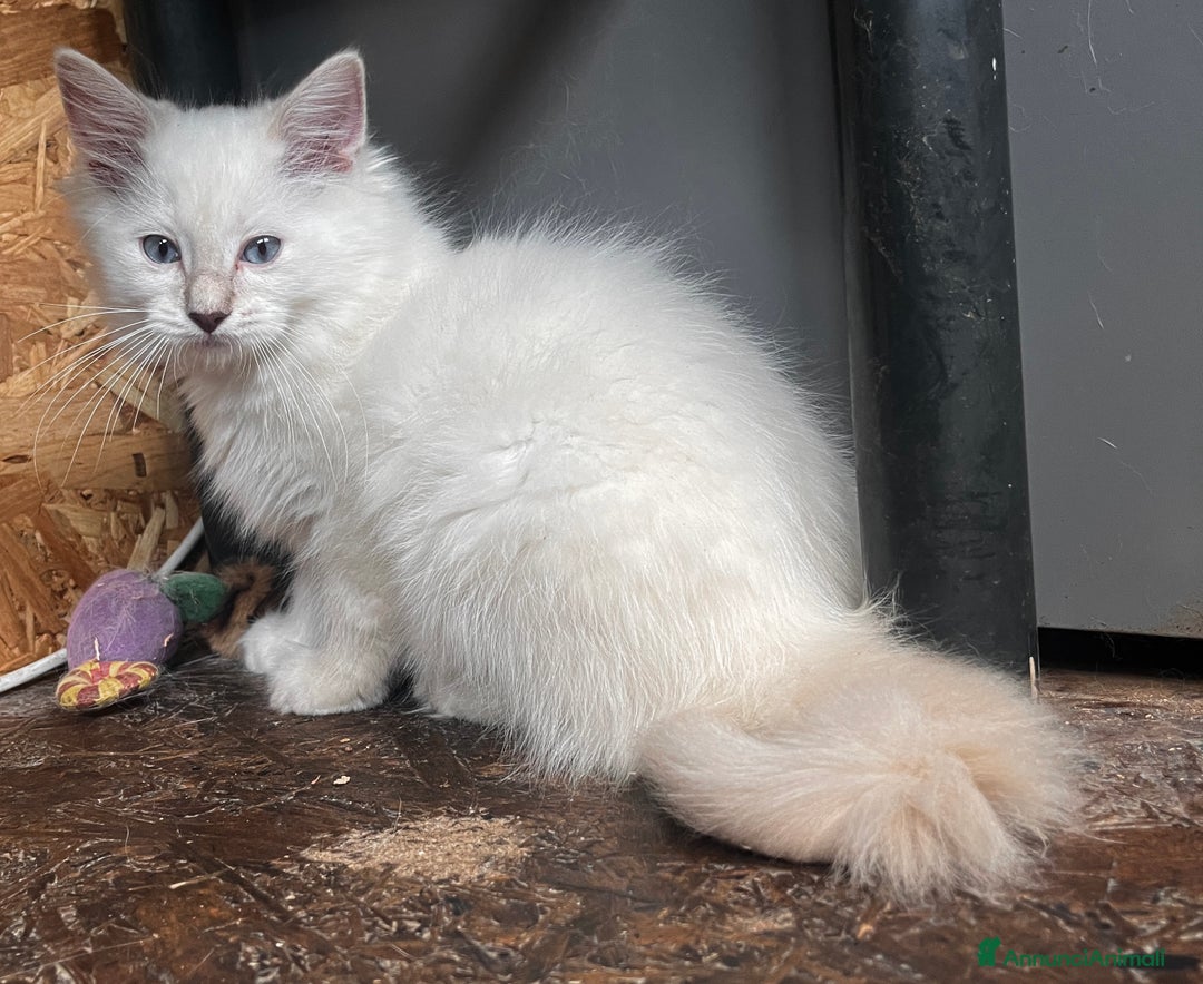 Ragdoll gatti in vendita: Ragdoll cucciolo con pedigree  a Provincia di Pavia - Immagine 1