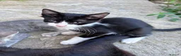 Europeo gatti in regalo: Gattini in cerca di casa a Provincia di Grosseto - Annuncio 5