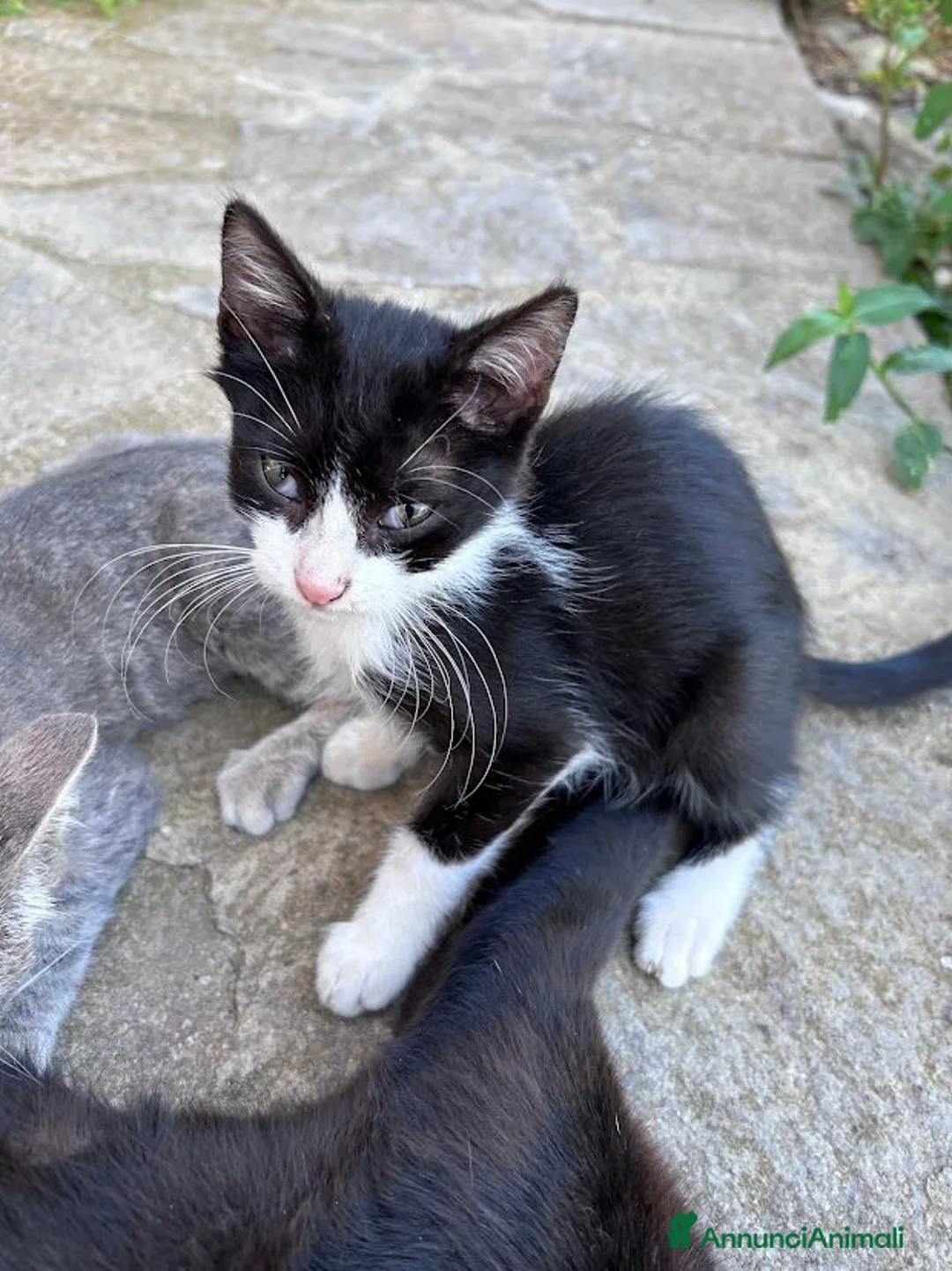 Europeo gatti in regalo: Gattini in cerca di casa a Provincia di Grosseto - Annuncio 5
