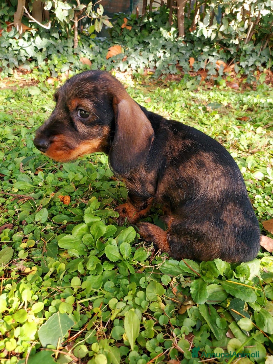 Bassotto cani in vendita: Si vende bassotto nano tedesco a pelo duro - Annuncio 3