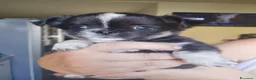 Chihuahua cani in vendita: Cuccioli di chihuahua  - Annuncio 3