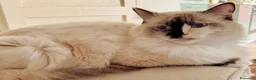 Ragdoll gatti in vendita: disponibili cuccioli ragdoll  - Annuncio 6