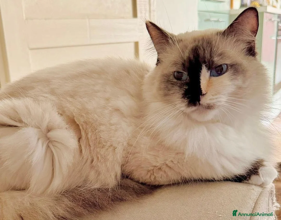 Ragdoll gatti in vendita: disponibili cuccioli ragdoll  - Annuncio 6