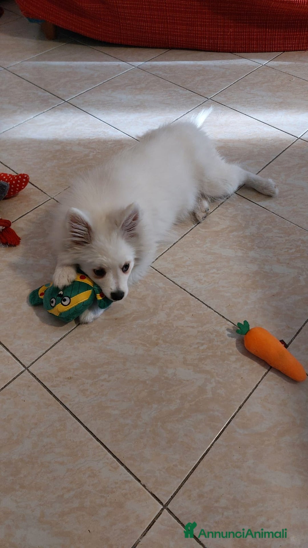 Volpino Italiano cani in regalo: Volpino italiano  - Annuncio 5