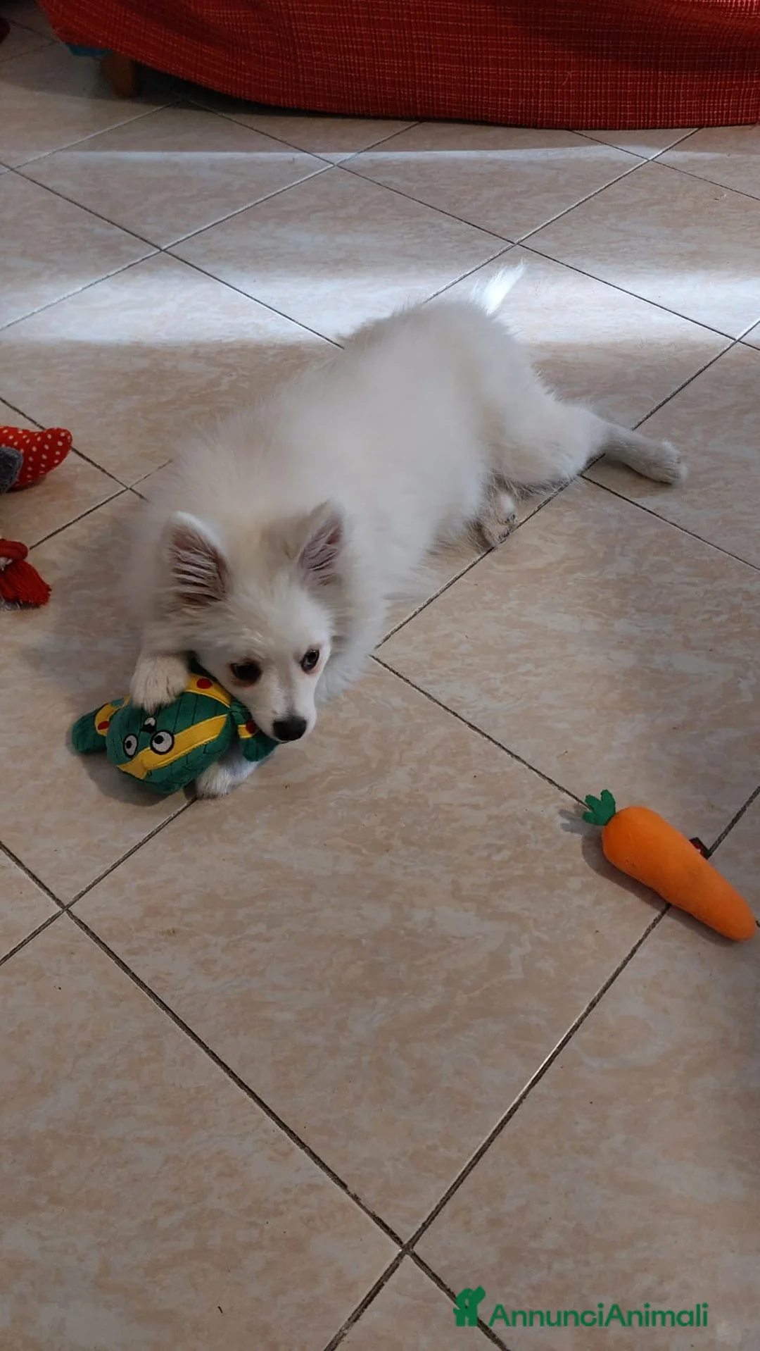 Volpino Italiano cani in regalo: Volpino italiano  - Annuncio 5