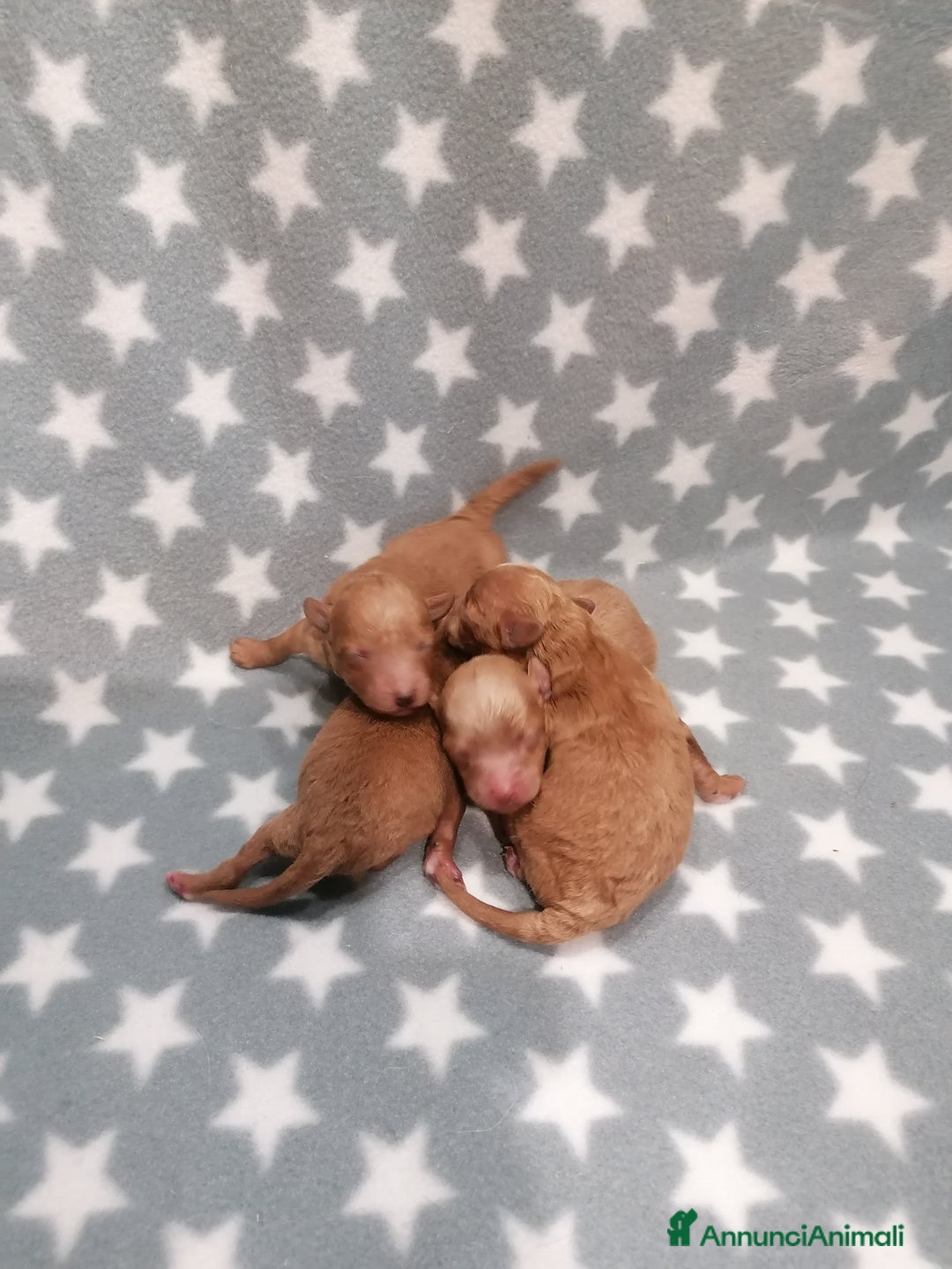 Barboncino cani in vendita: Barboncino nano cuccioli - Annuncio 1