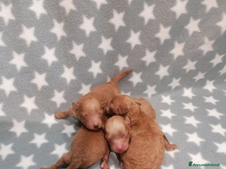 Barboncino cani Barboncino nano cuccioli - Annuncio 12