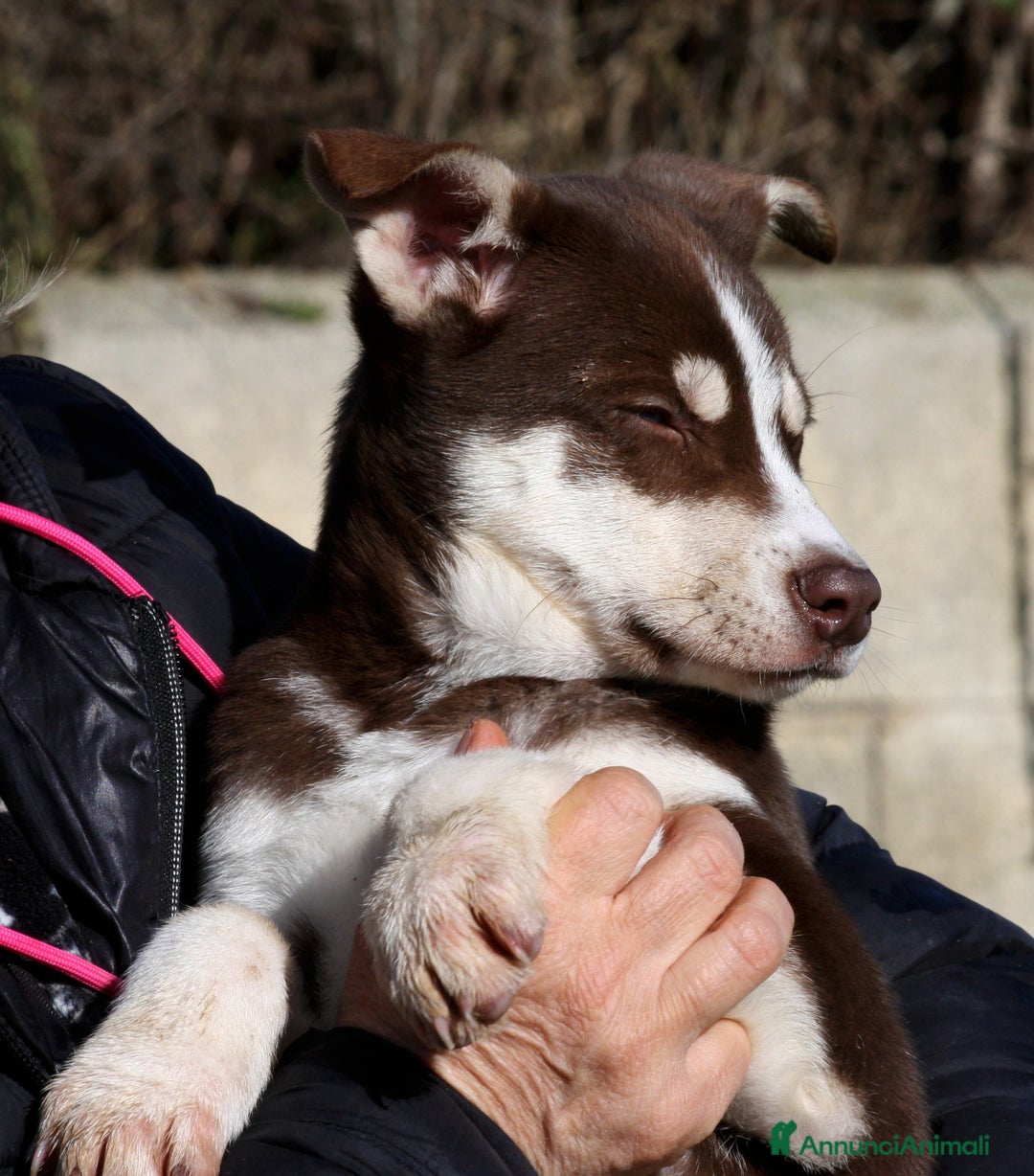 Meticcio cani in regalo: Meravigliosa Alice 3 mesi e mezzo in adozione  - Annuncio 3