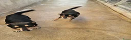 Pinscher Tedesco cani in regalo: Morris: nonnino pinscherino socievole. - Annuncio 12