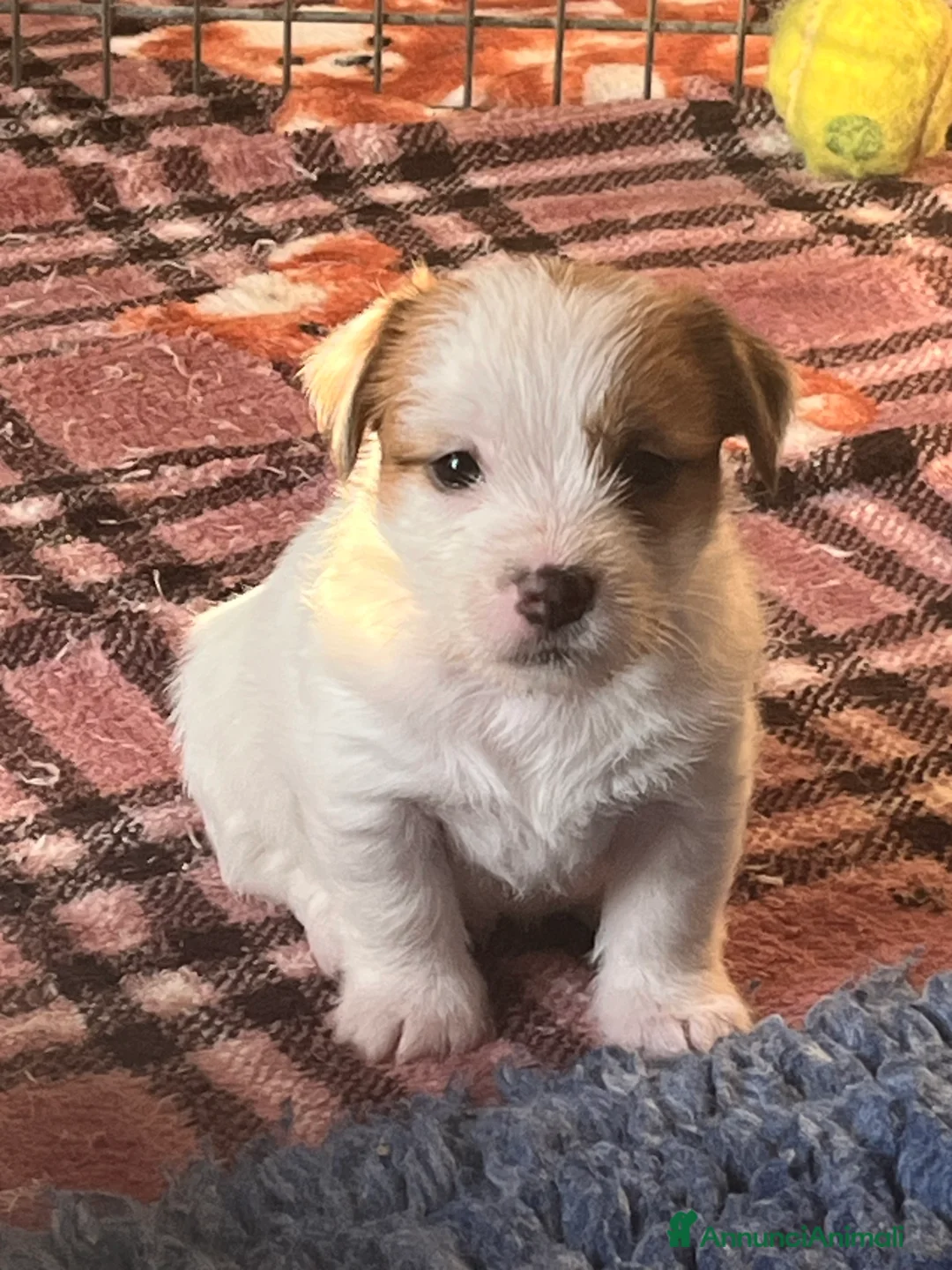 Jack Russell cani in vendita: Jack Russell maschio ruvido  - Annuncio 4