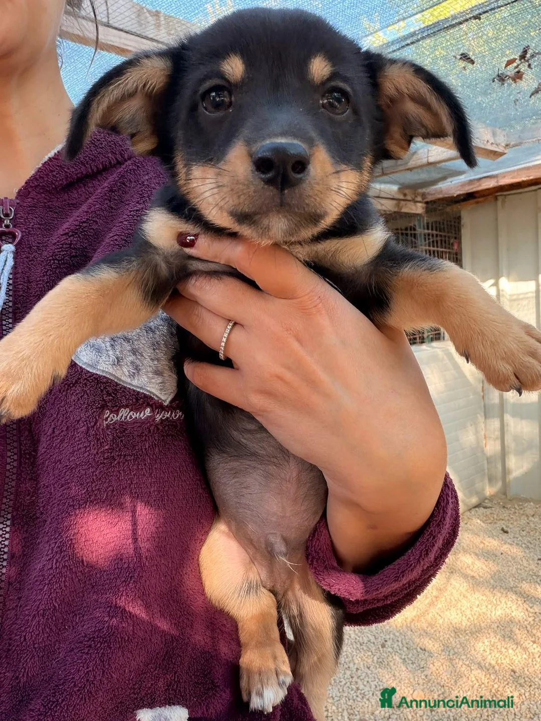 Meticcio cani in regalo: IL PICCOLO E DOLCE OTTO - Annuncio 1