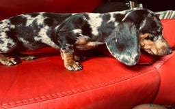 Bassotto cani in vendita: femina arlechino silver pedigree enci a Provincia di Asti - Immagine 1