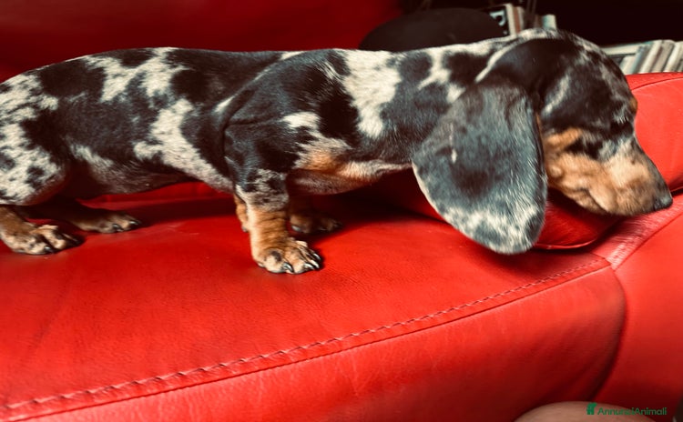 Bassotto cani a Provincia di Asti - Annuncio 7