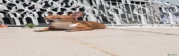 Chihuahua cani in vendita: Chihuahua  - Annuncio 7