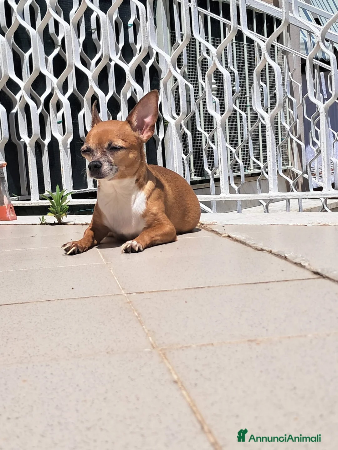 Chihuahua cani in vendita: Chihuahua  - Annuncio 7