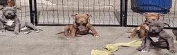 American Bully cani in vendita: Cuccioli American pit bull terrier  - Annuncio 14