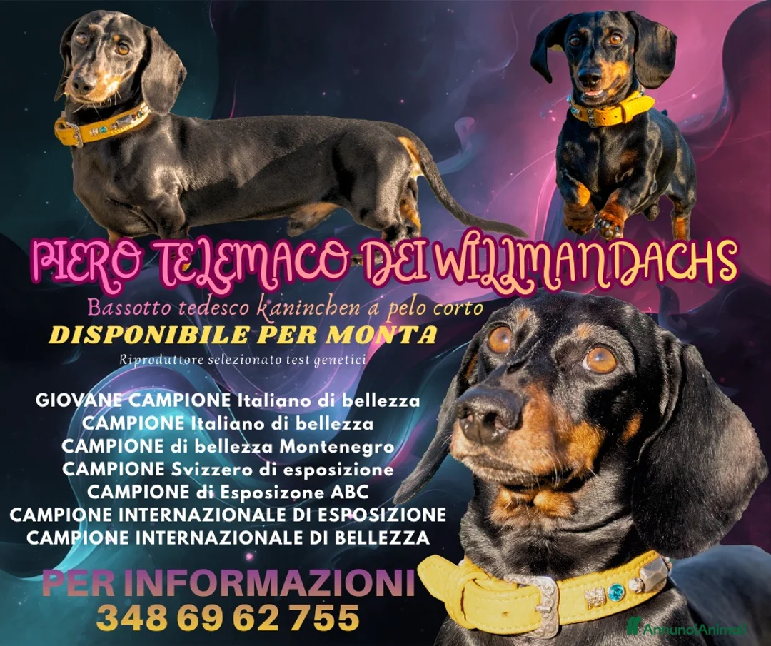 Bassotto cani per accoppiamento: bassotto haninchen pelo corto - Annuncio 2