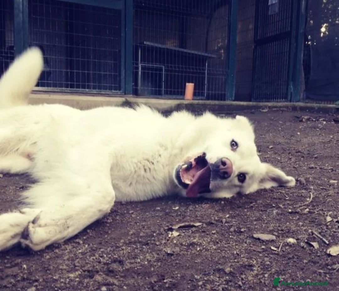 Altre razze cani in regalo: Adriano, dolce cagnolone cerca famiglia  a Città metropolitana di Roma Capitale - Annuncio 5