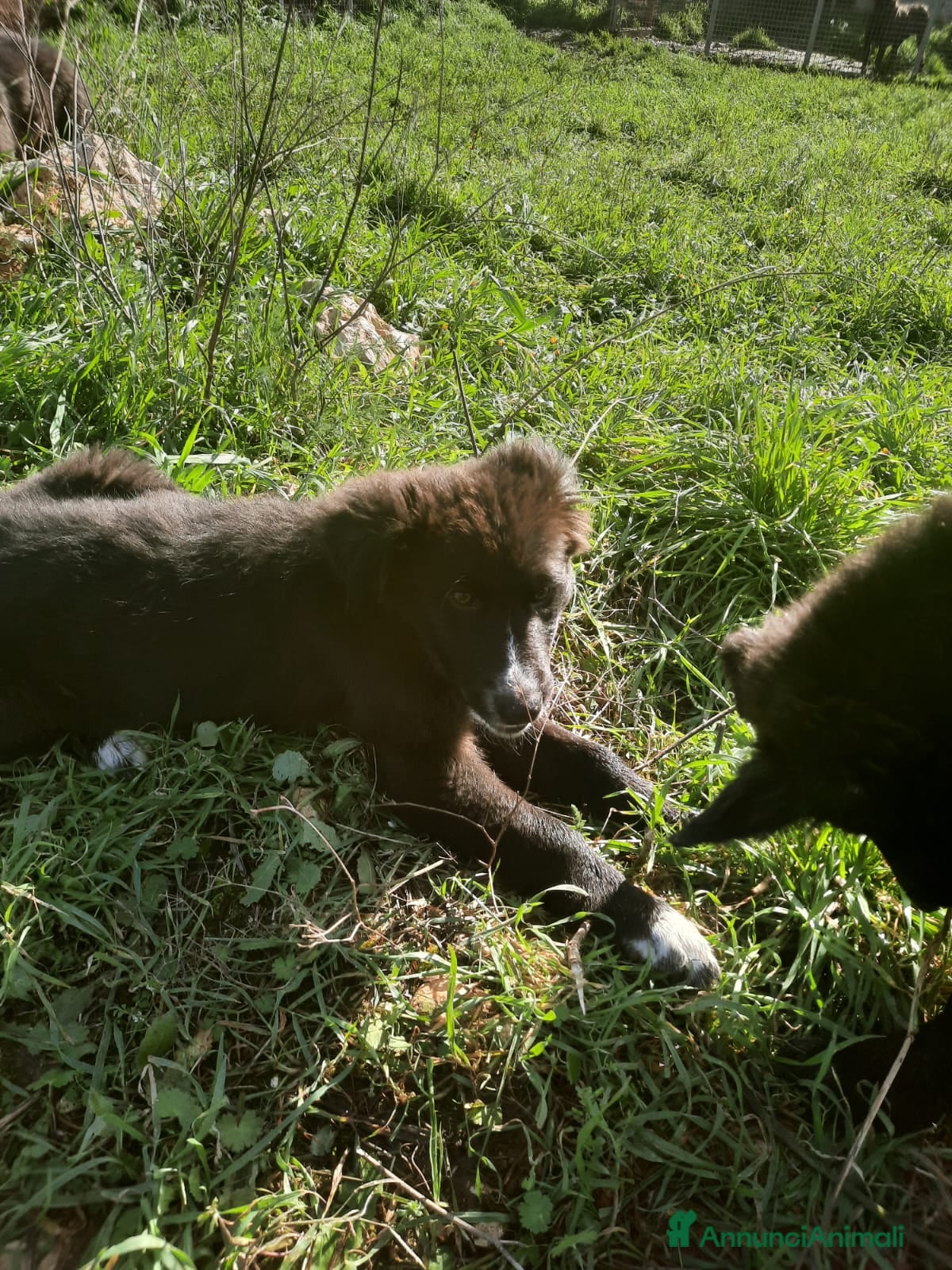 Meticcio cani 4 cuccioli in cerca di casa  - Annuncio 2