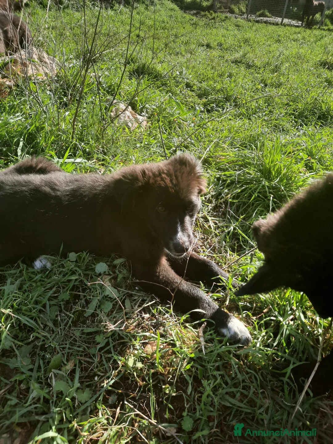 Meticcio cani in regalo: 4 cuccioli in cerca di casa  - Annuncio 2