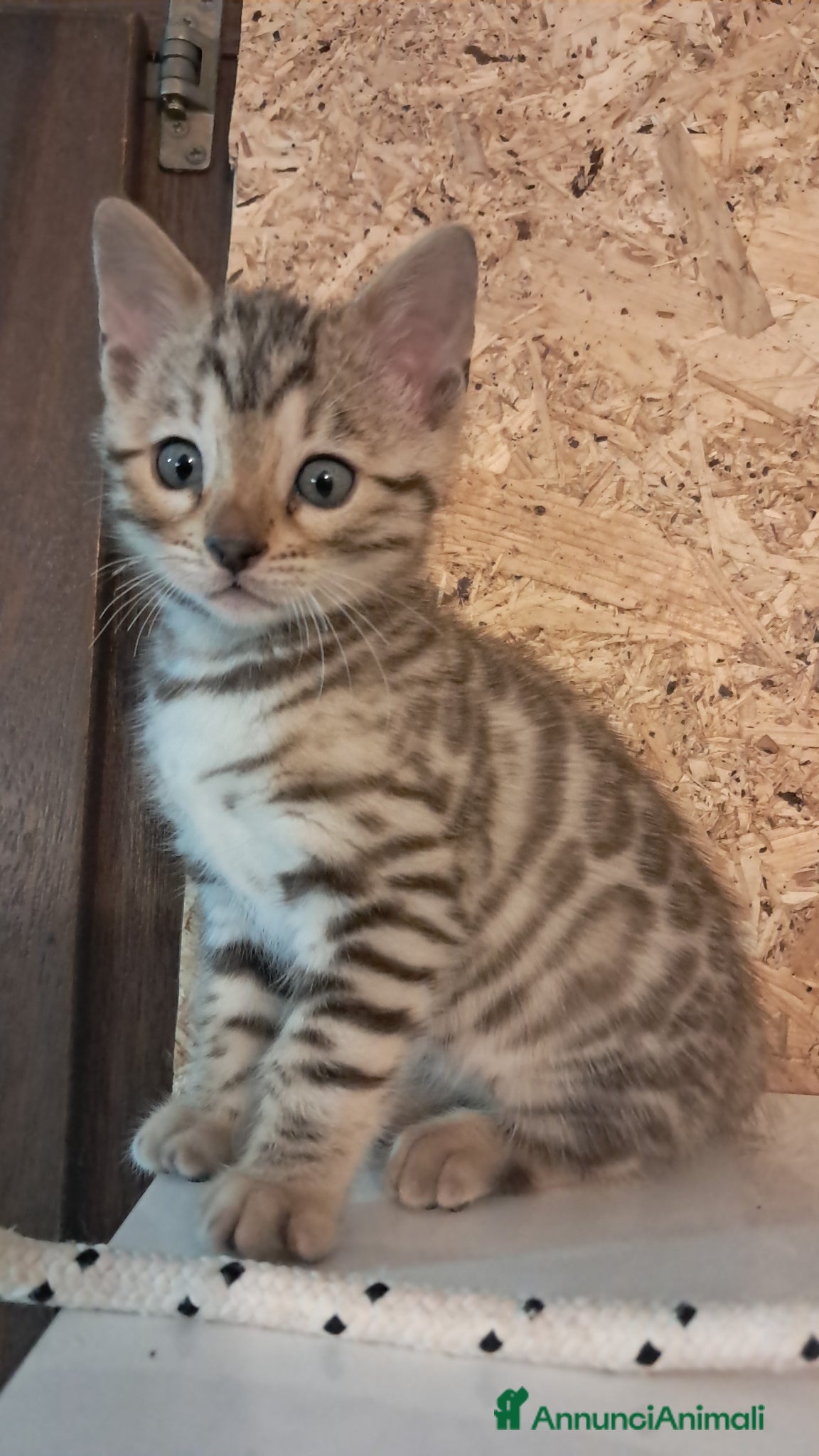 Bengala gatti Bengala snow cucciolo - Annuncio 2