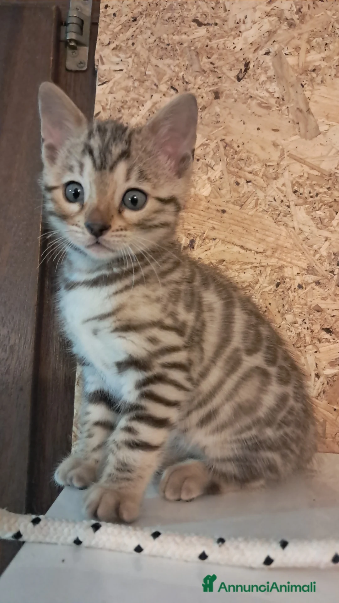 Bengala gatti in vendita: Bengala snow cucciolo a Provincia di Verona - Annuncio 1