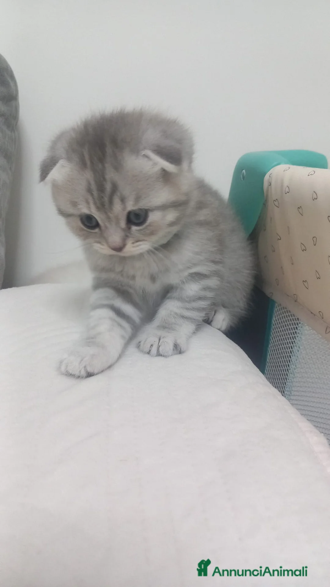 Scottish gatti in vendita: Cuccioli scottish fold e straight  - Annuncio 2