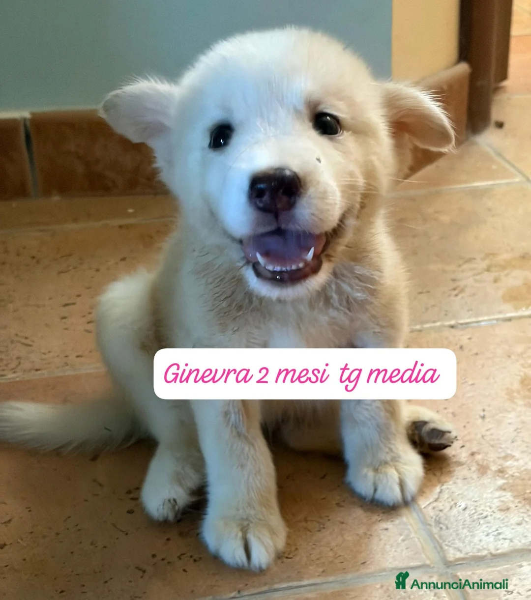 Meticcio cani in regalo: Cuccioli, non hanno chiesto di nascere  a Provincia di Brescia - Annuncio 10