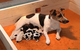 Jack Russell cani in vendita: Jack russel terrier tricolor - Immagine 3