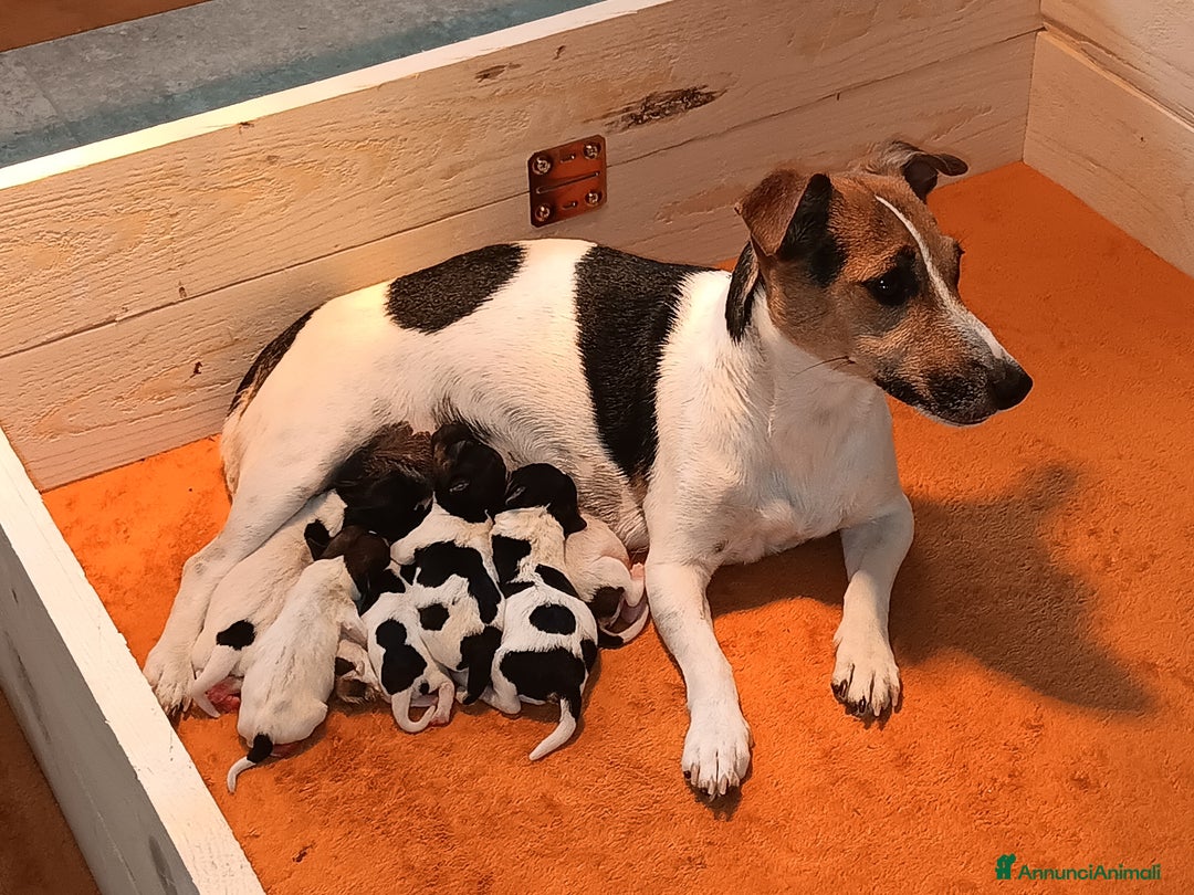 Jack Russell cani in vendita: Jack russel terrier tricolor - Immagine 3