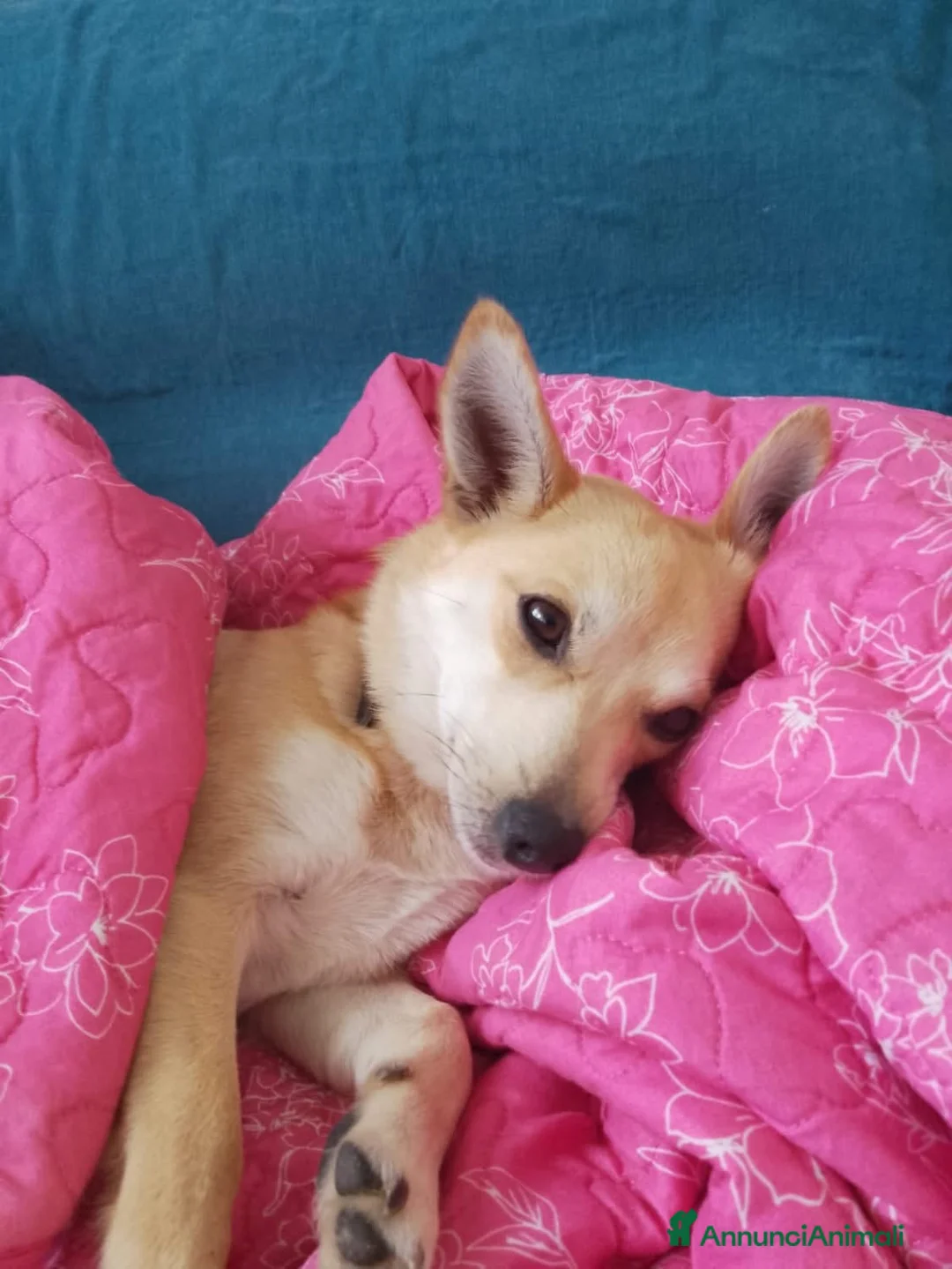 Meticcio cani in regalo: Una casa per questa cagnolina  a Città metropolitana di Roma Capitale - Annuncio 3