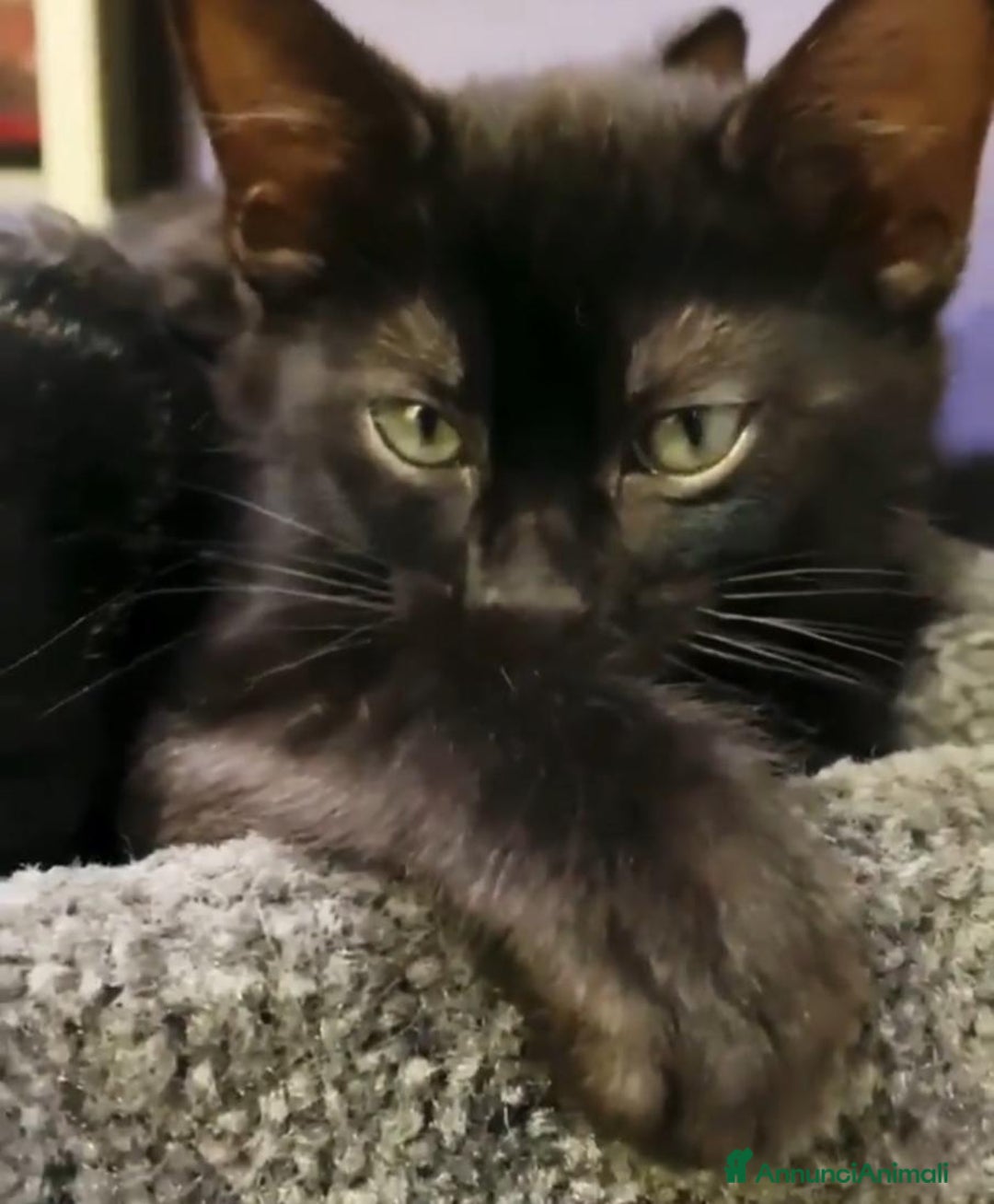 Bengala gatti in vendita: Bellissimi cuccioli di bengala  - Annuncio 4