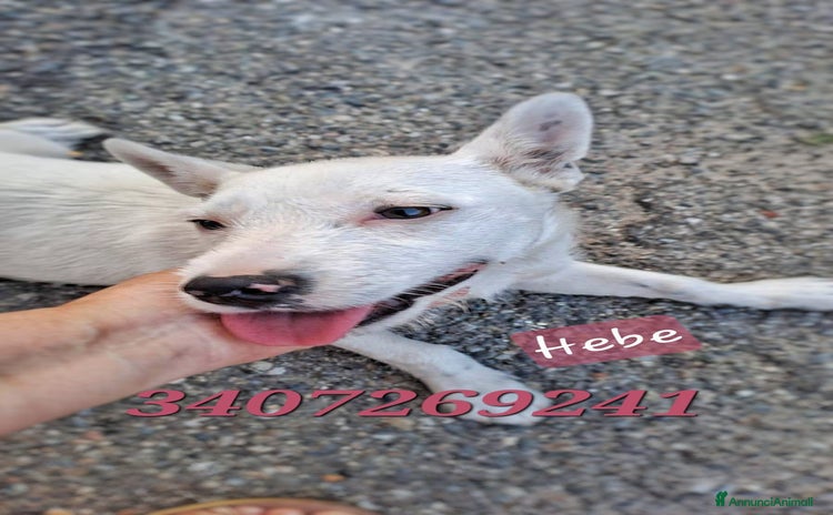 Jack Russell cani a Provincia di Varese - Annuncio 2
