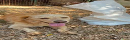 Meticcio cani in regalo: OSCAR, simil Golden, zampette corte  - Annuncio 12