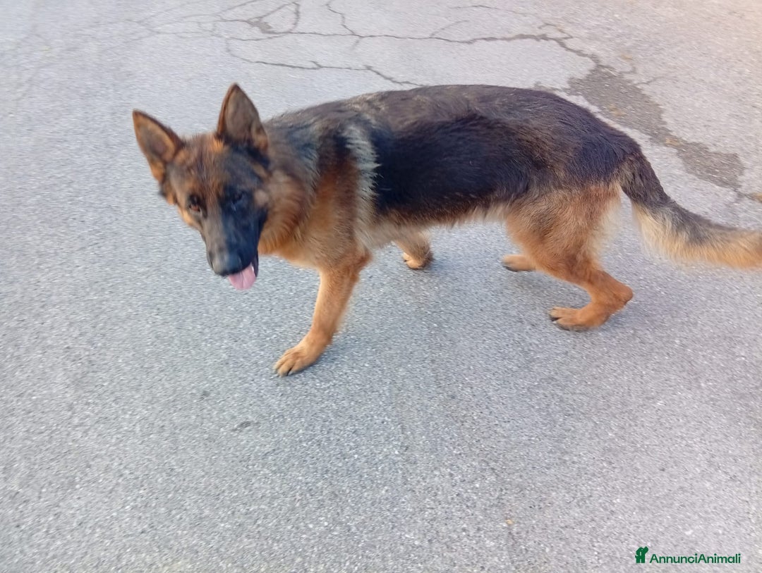 Pastore Tedesco cani in vendita: splendidi cuccioli  - Annuncio 1