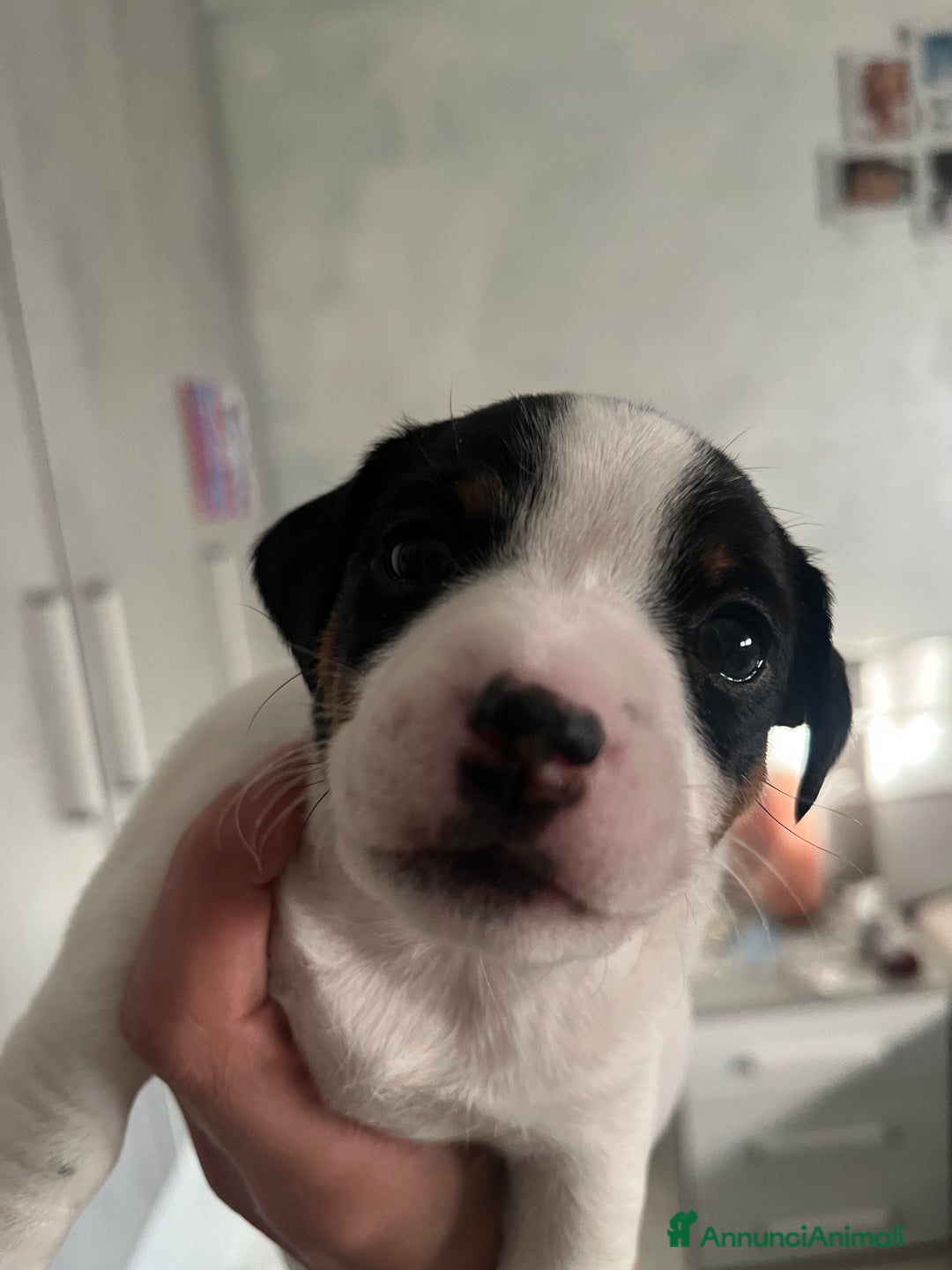 Jack Russell cani in vendita: Cucciole femmine - Annuncio 6