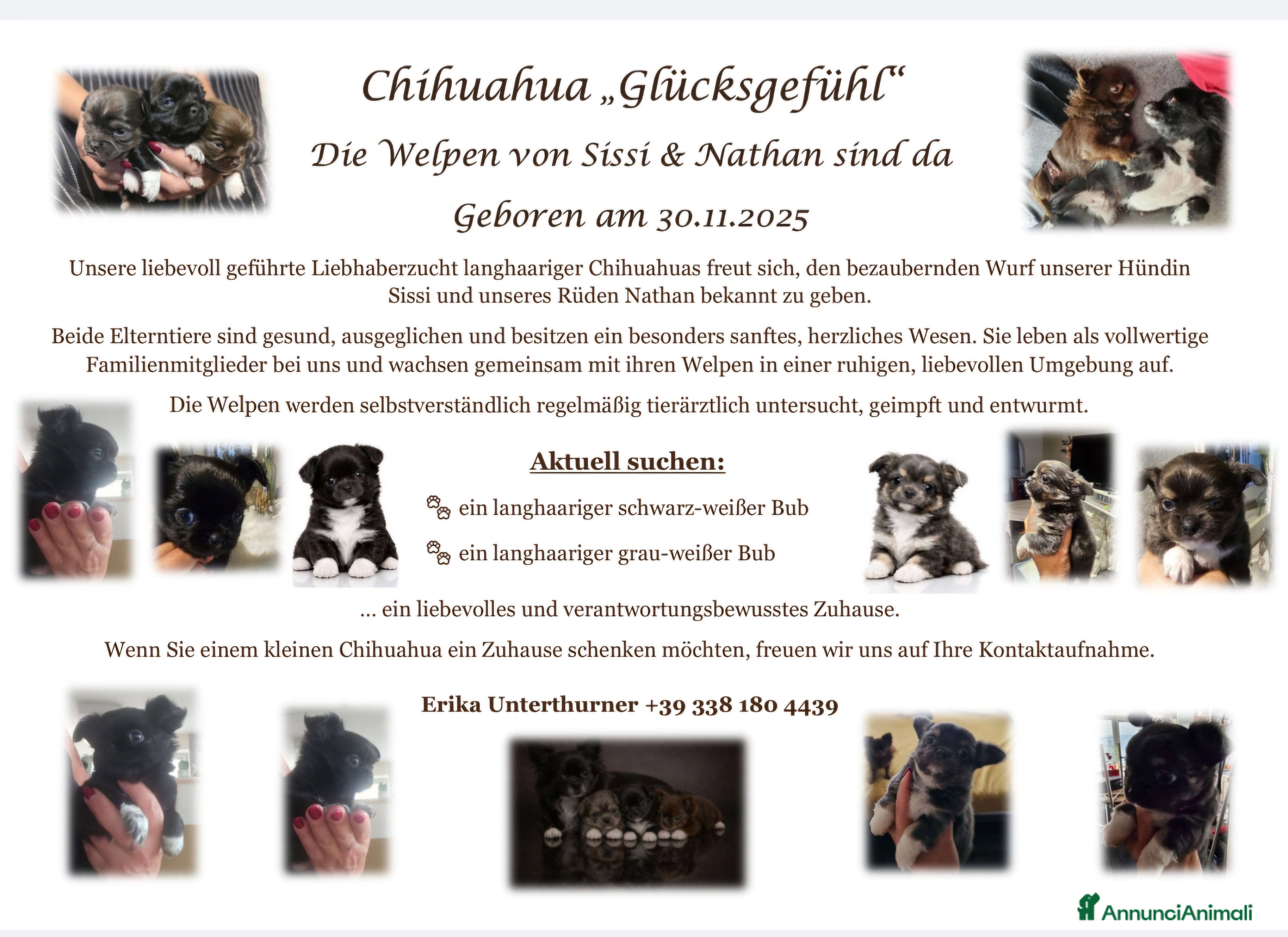 Chihuahua cani Chihuahua pelo lungo  - Annuncio 2