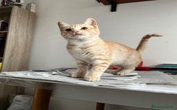 Meticcio gatti in regalo: Cuccioli di 4mesi - Immagine 1