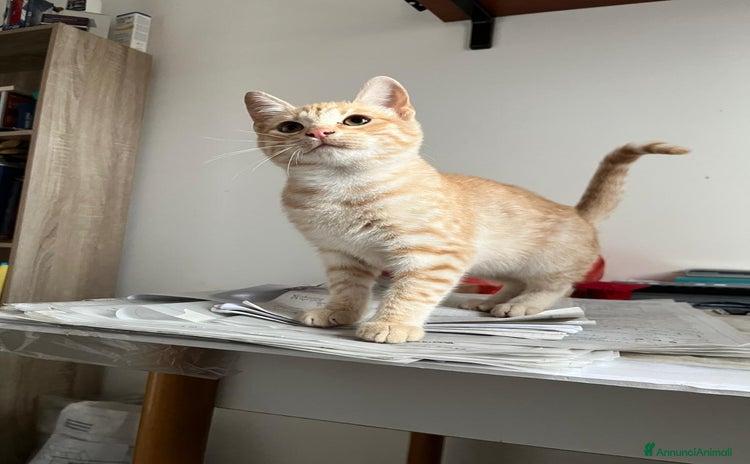 Meticcio gatti - Annuncio 15